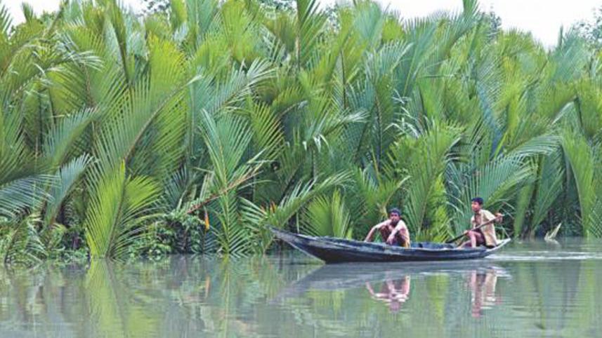 protecting sundarbans