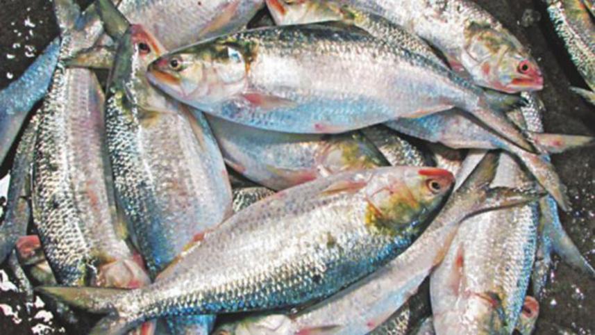 hilsa-fish_1.jpg