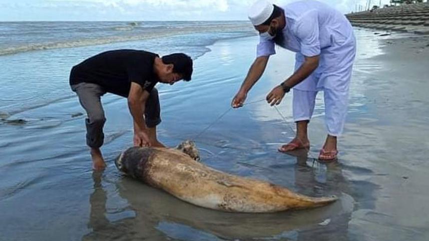 patuakhali_dolphin