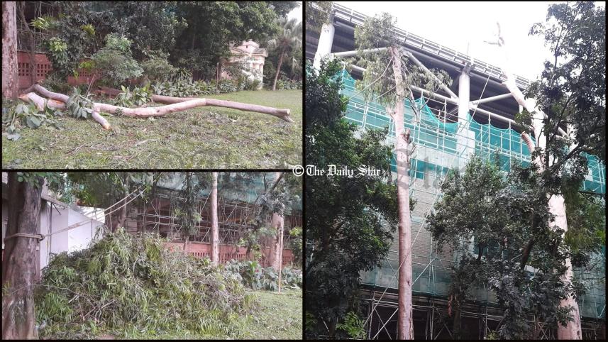 টিএসসিতে গাছ কাটা