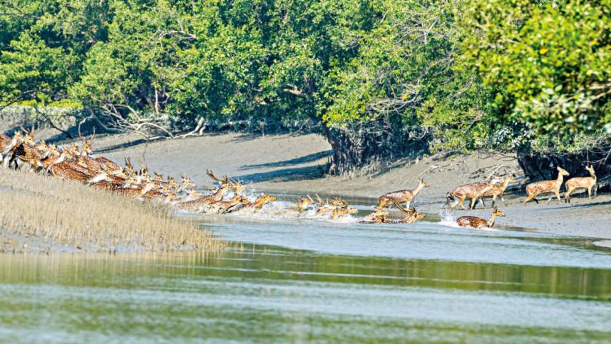 4_sundarbans-1_0.jpg