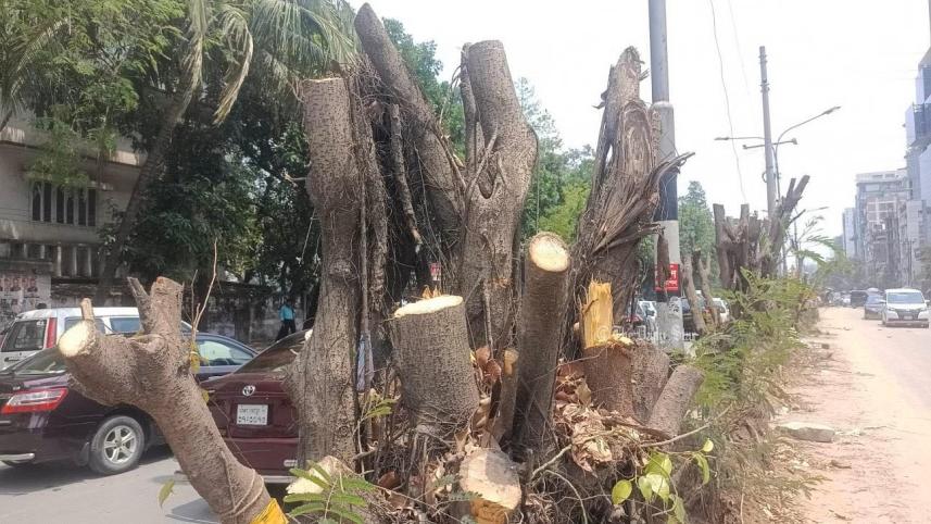 গাছ কাটা.jpg