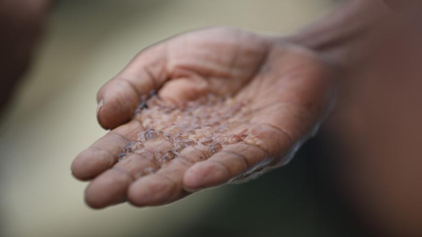 মাছের ডিম.jpg