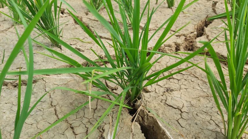 আমনের খেত.jpg