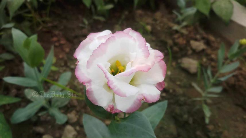 নন্দিনী ফুল.jpg