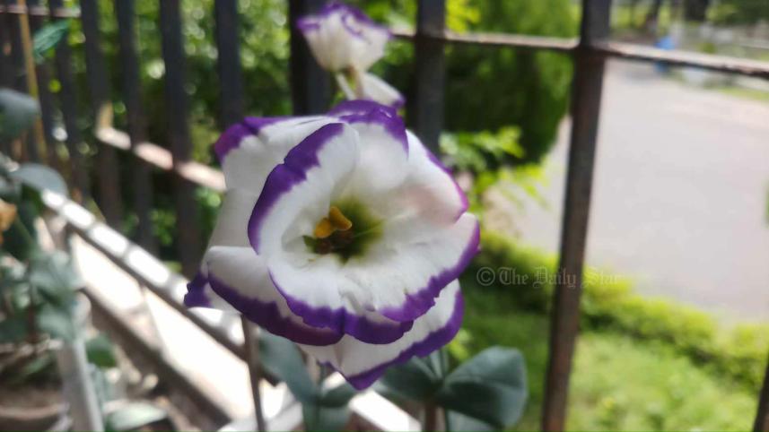 নন্দিনী ফুল.jpg