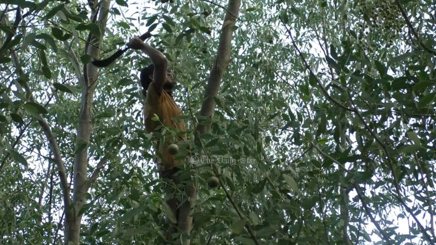 হরিণঘাটা বন.jpg