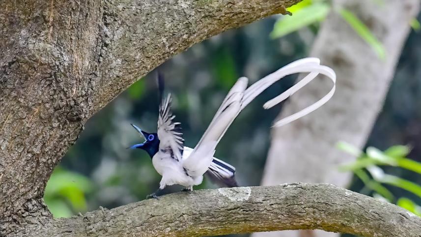 asian_paradise_flycatcher_5.jpg