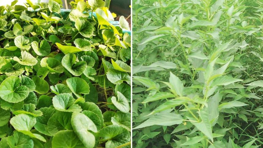 তেতো শাকের পুষ্টিগুণ