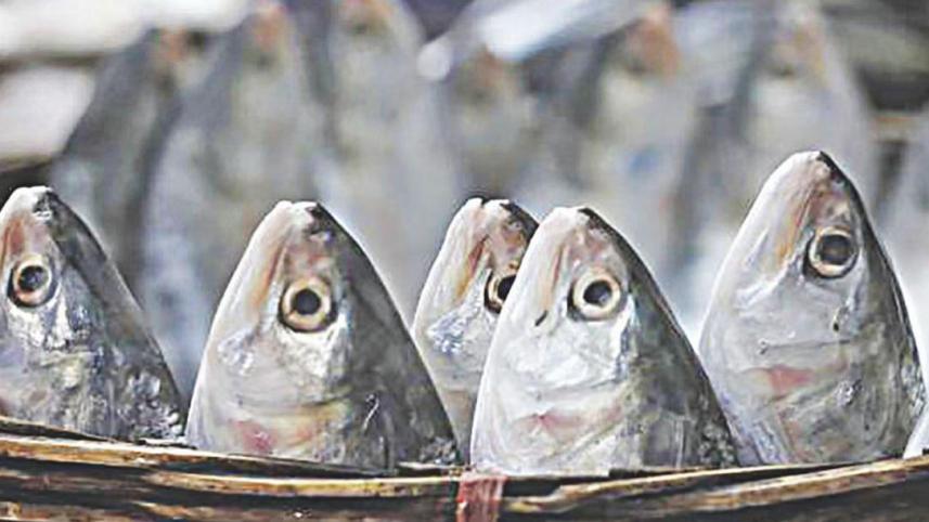hilsa.jpg