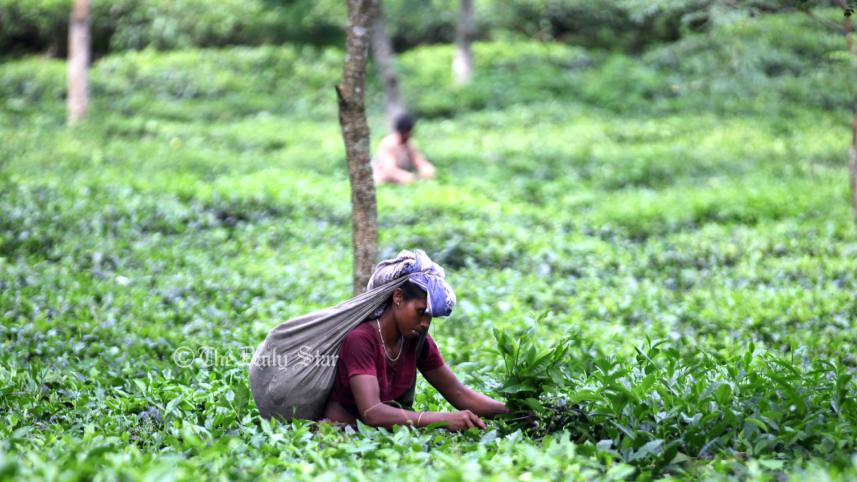 tea garden.jpg