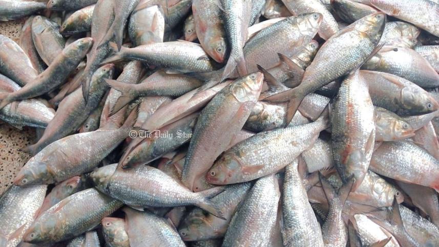 hilsha_fish.jpg