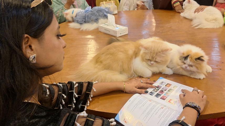 cat_show10_barishal_22oct25.jpg