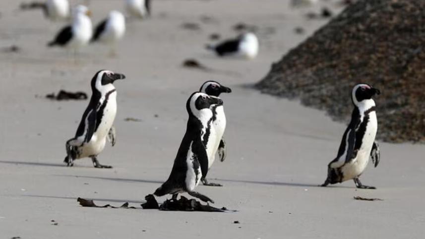 african_penguin.jpg