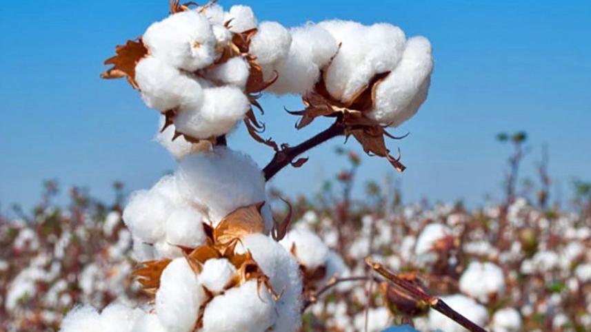 cotton.jpg
