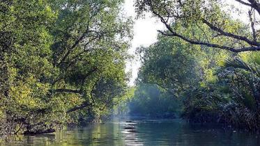 sundarbans.jpg