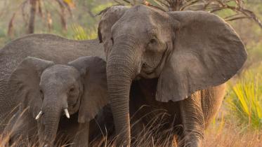 102121_jb_elephants_feat-1030x580.jpg