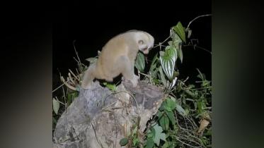 bengal-slow-loris.jpg