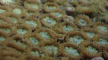 মৃত প্রবাল পলিপ