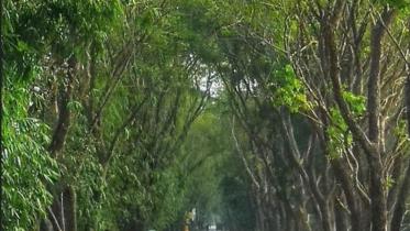 benapole-photo-forest_department_has_decided_to_cut_more_than_2_thousand_trees_on_four_roads_of_jashore_district_-05.05.24_1.jpg
