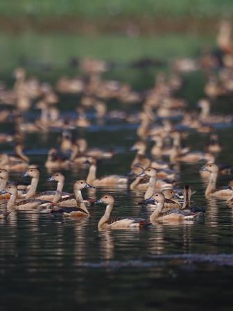 জাহাঙ্গীরনগর বিশ্ববিদ্যালয়ে পাখি মেলা.jpg