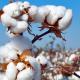 cotton.jpg
